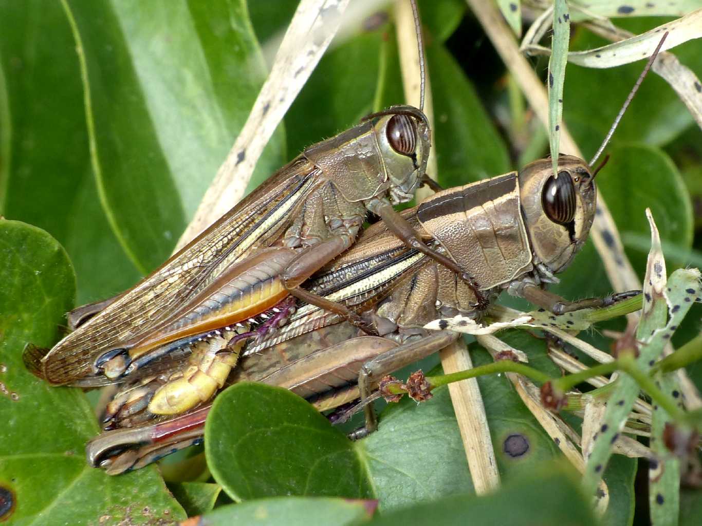Un ortottero invernale: Eyprepocnemis plorans